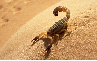 30 Curiosidades Que Você Deve Saber Sobre Os Temidos Escorpiões