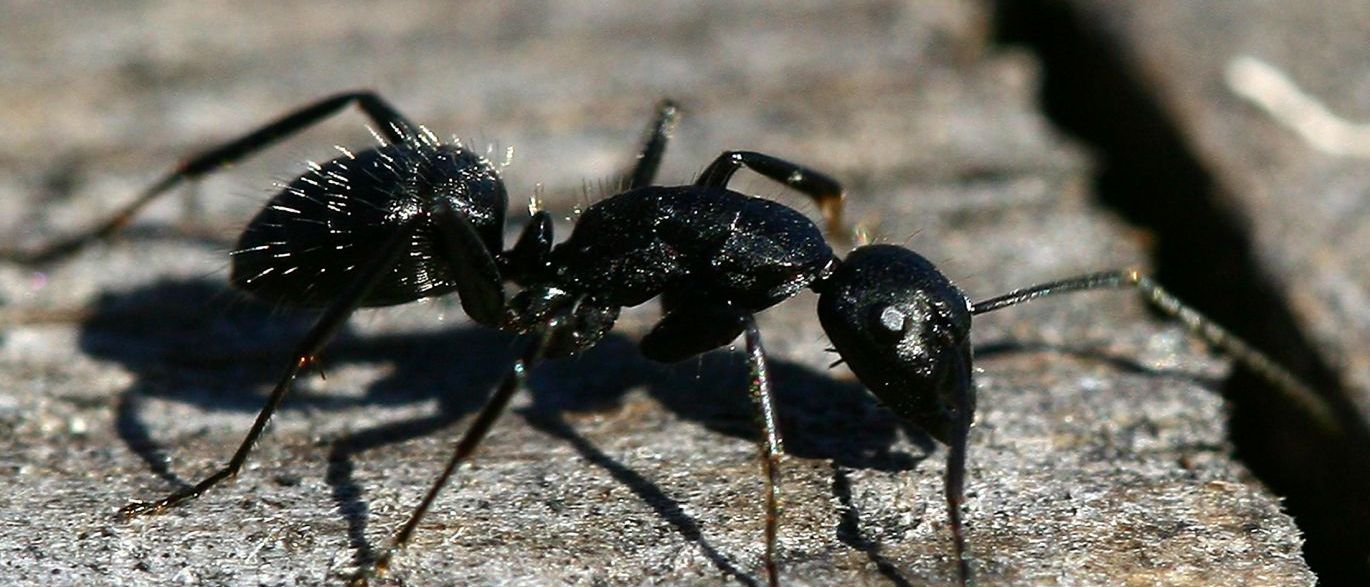 Quando Estão Em Perigo Formigas Libertam Químicos Para Pedir Auxílio
