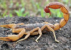 Escorpião Amarelo: Saiba Mais Sobre Este Inseto Peçonhento