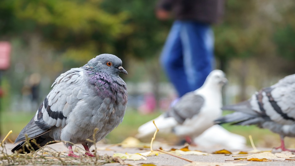 Os pombos são pragas urbanas?
