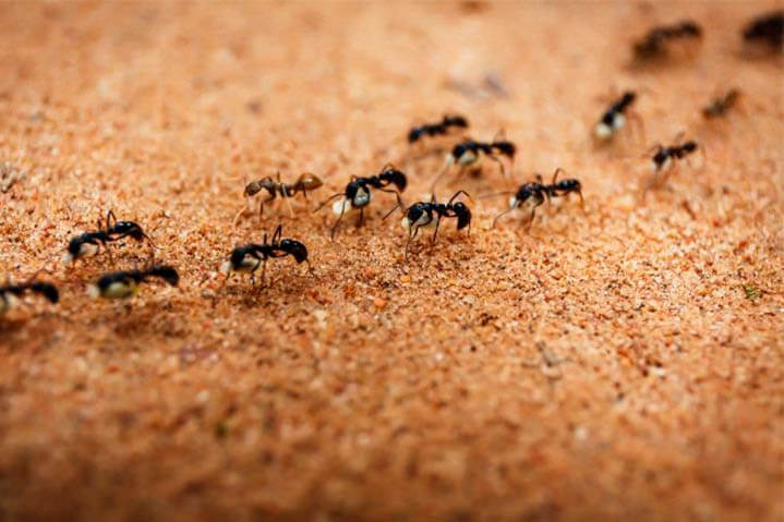 Desinsetização - Como Acabar Com Formigas Na Cozinha?