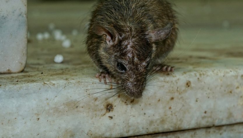 Desratização - Ratos Podem Provocar Diversos Riscos À Saúde Humana