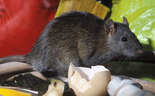 Ratos: Pragas Urbanas Com Alto Poder De Destruição