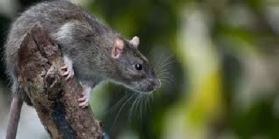 Como é Feito o Controle De Ratos Por Uma Dedetizadora?