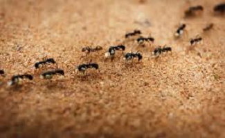 Dicas para evitar formigas em casa