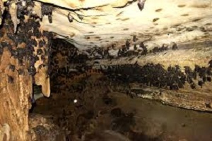 Colônia Com Milhares De Morcegos é Encontrada Em Porto Alegre