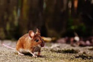 Desratização - Como Matar Ratos Roedores de Forma Facil