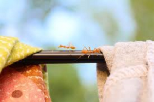 Invasão de formigas doceiras em casa: o que fazer?