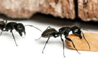 Dedetização - Como Prevenir Infestação De Formigas?