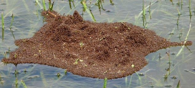 Formigas Formam Jangada Para Sobreviver A Inundações