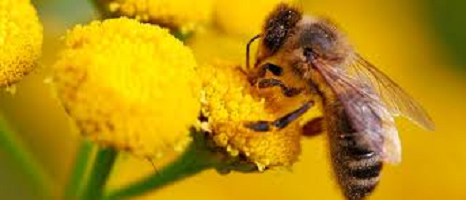 Dedetização - A vida das abelhas