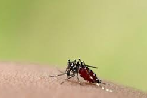 Mosquito Transgênico: Cuidados e Medidas Preventivas