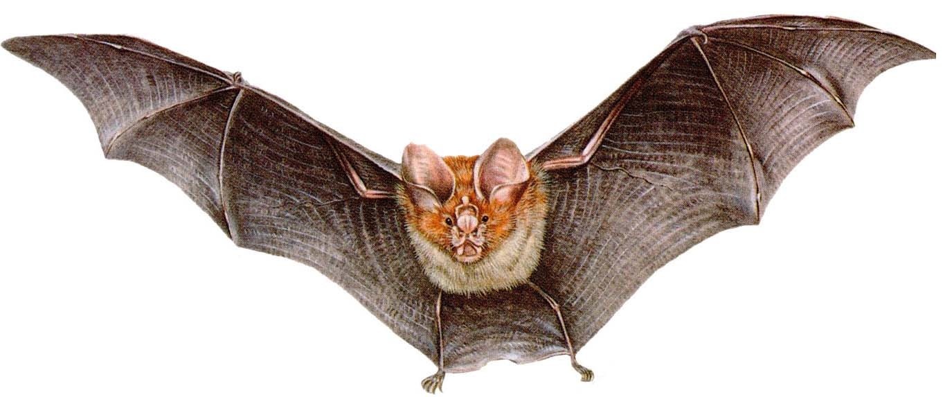 morcego - Desinsetizadora de Porto Alegre do Centro