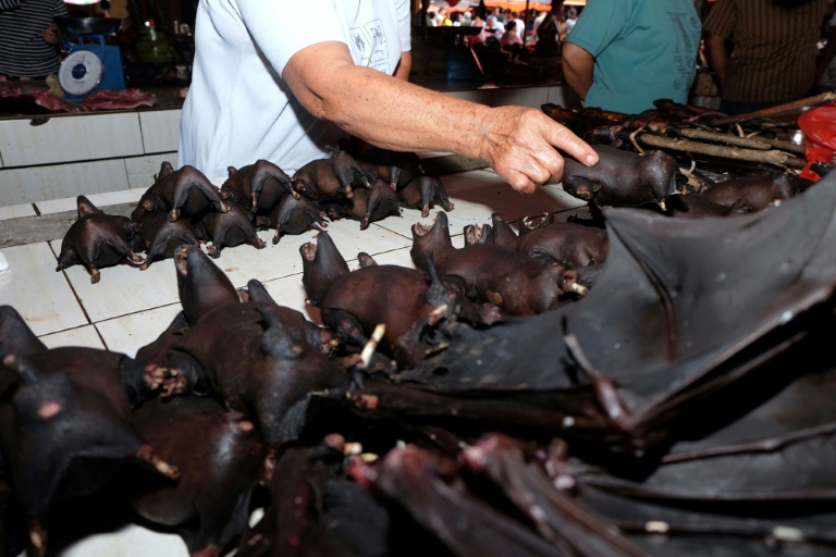 Expurgo de Morcegos Porto Alegre